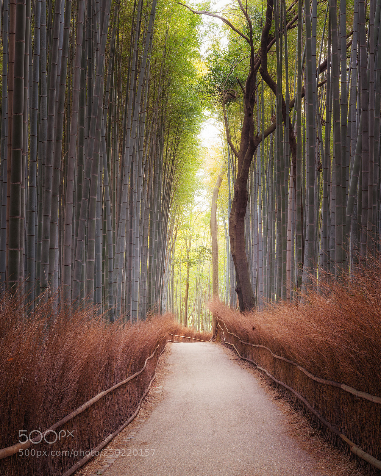 Sony a7R II sample photo. Arashiyama photography