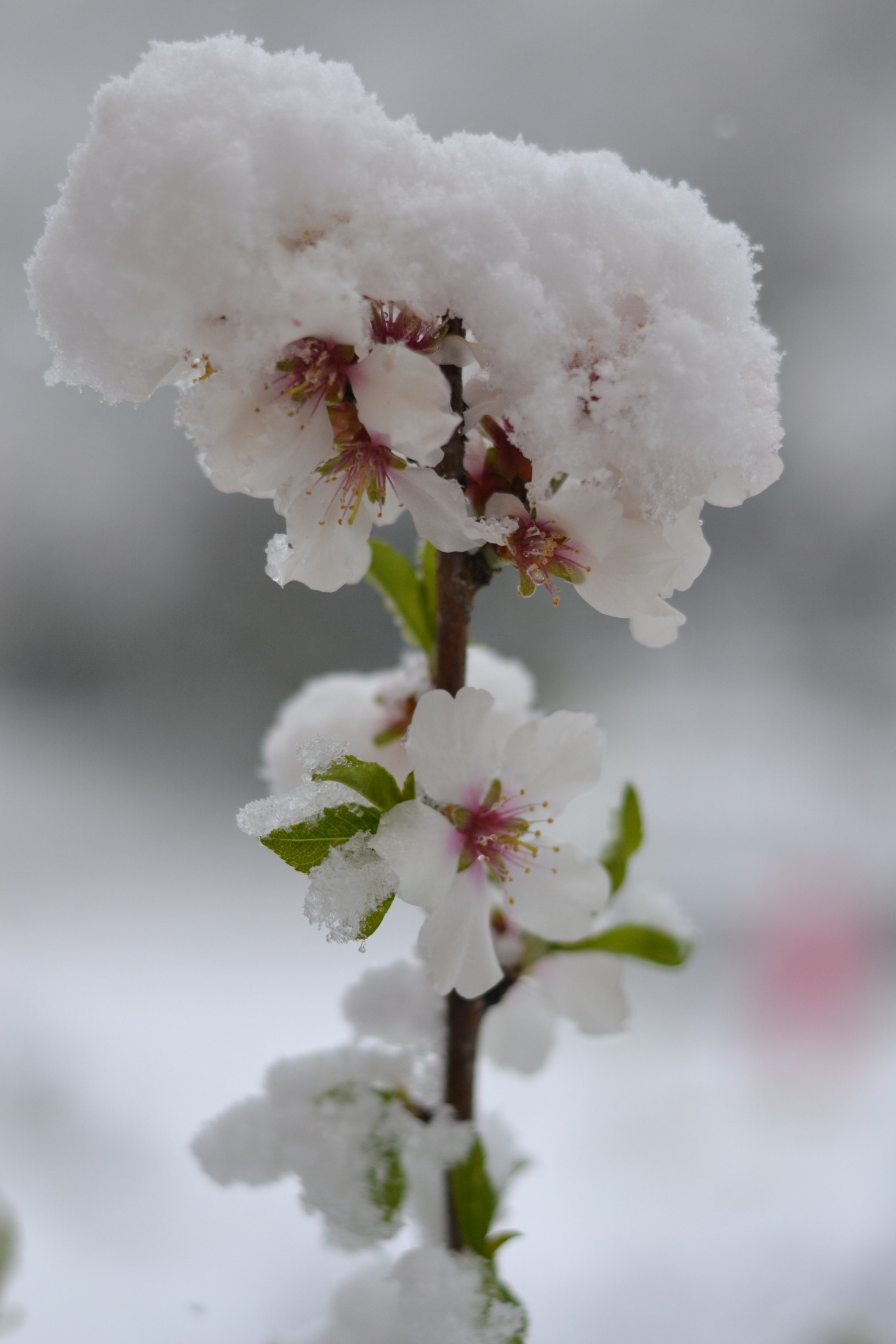 Nikon D3100 + Nikon AF-S Nikkor 50mm F1.8G sample photo. Neige au printemps ?!?!!!!! photography