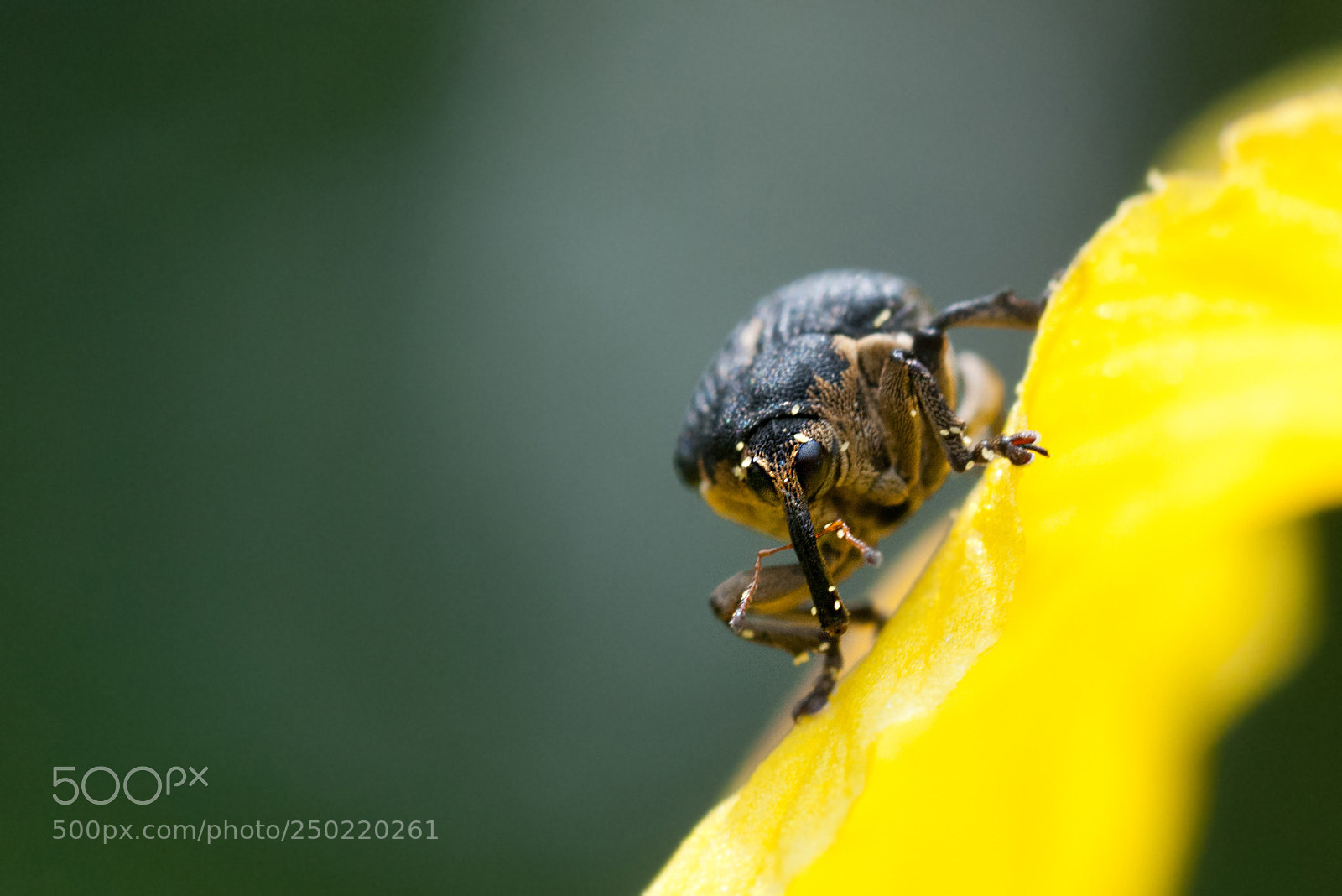 Nikon D300 sample photo. Weevil photography