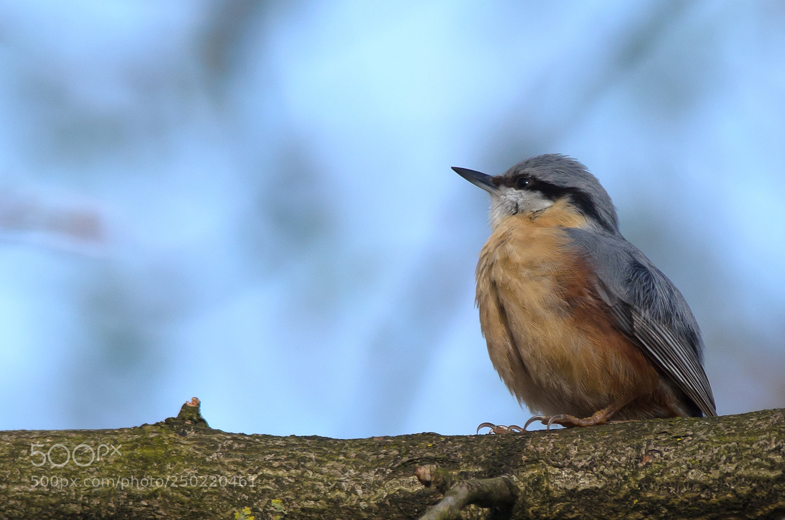 Nikon D7000 sample photo. Dreaming nuthatch photography