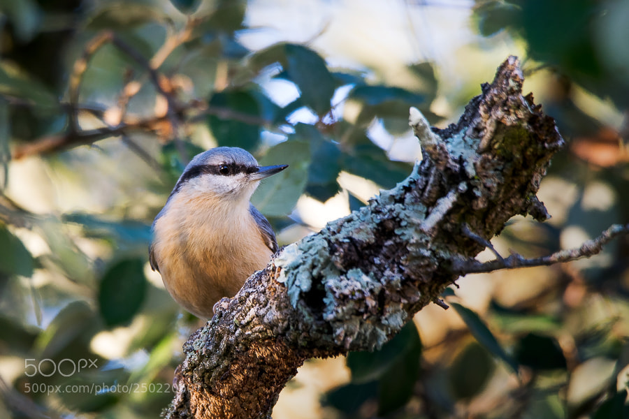 Nikon D5300 sample photo. Trepadeira-azul sitta europaea eurasian photography