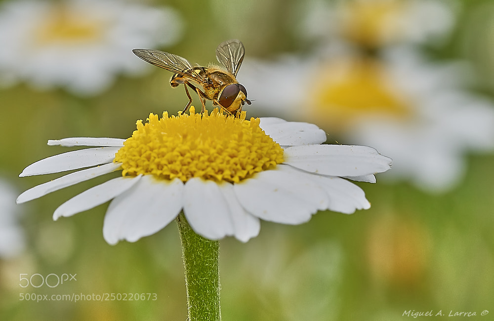 Sony ILCA-77M2 sample photo. Bon appetite photography