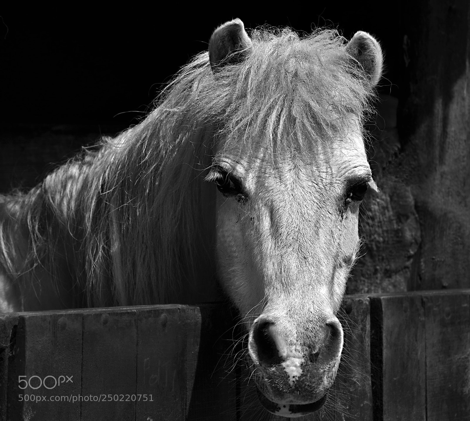 Nikon D5300 sample photo. In the stable photography