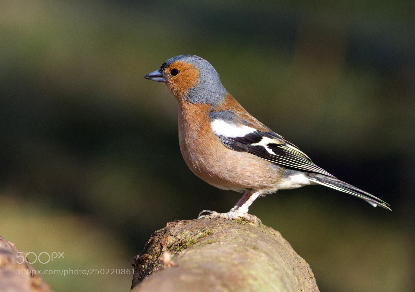Canon EOS 7D sample photo. Chaffinch photography