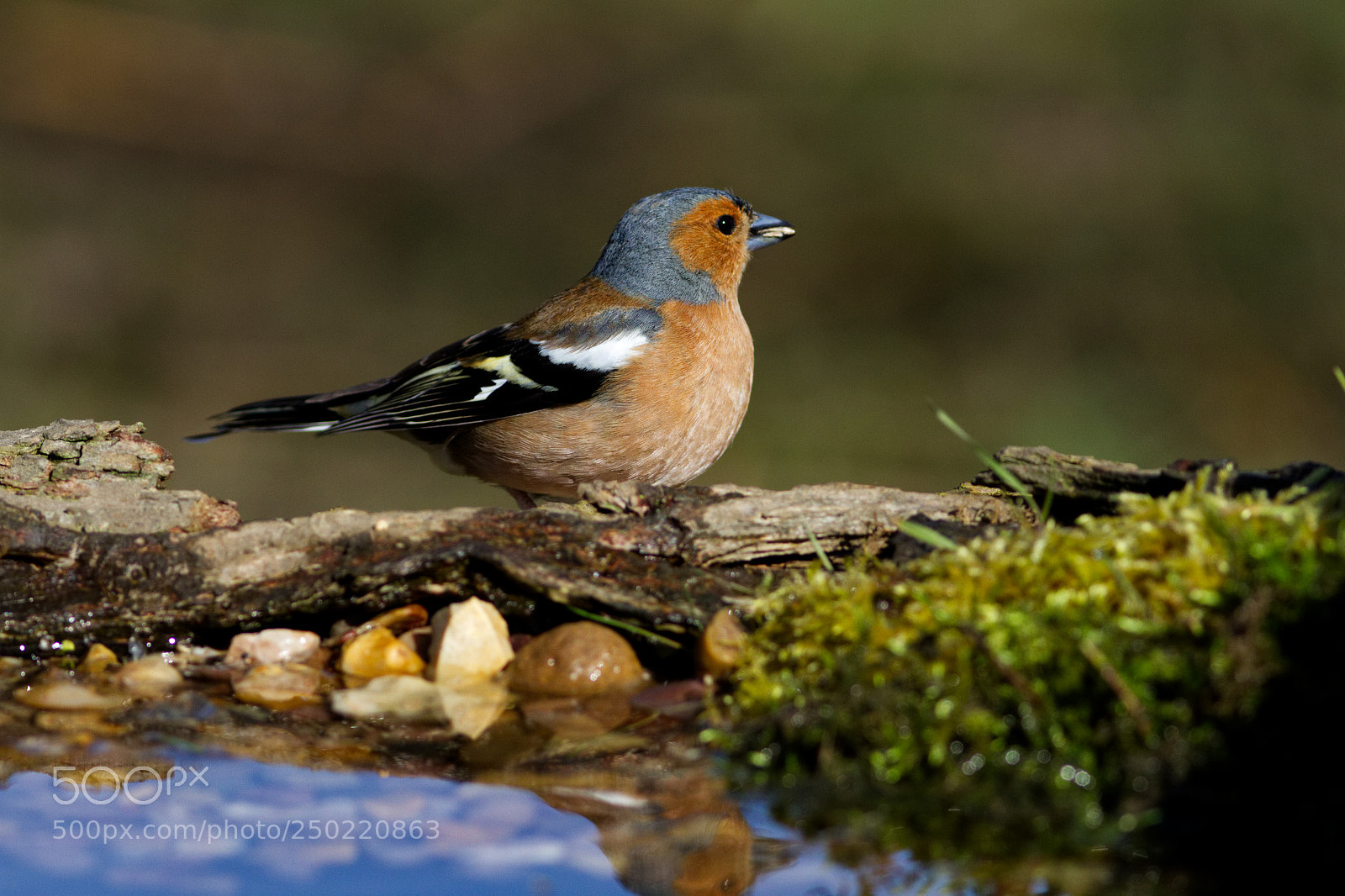 Canon EOS 7D sample photo. Chaffinch photography