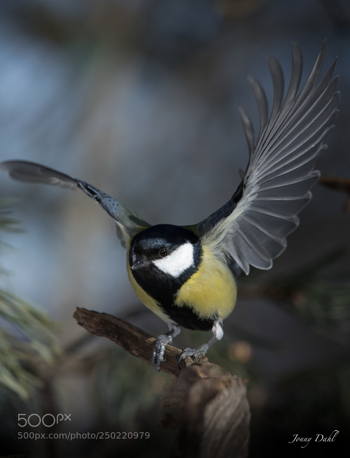 Canon EOS 5D Mark IV sample photo. Almost like an eagle photography