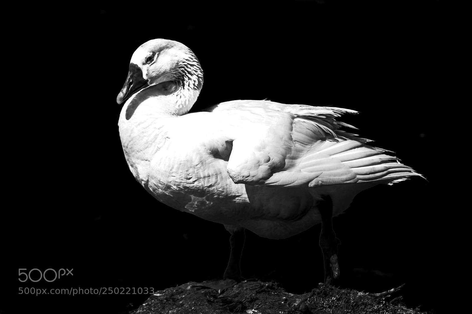 Nikon D500 sample photo. White goose photography