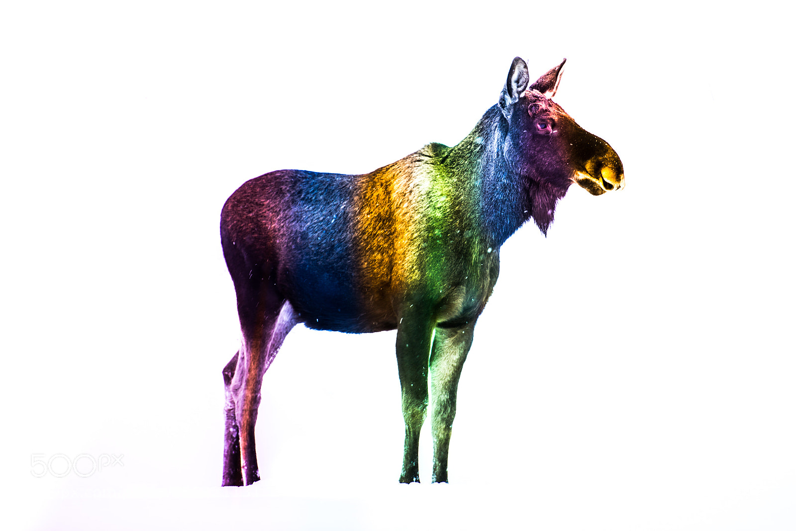 Nikon D600 sample photo. Rainbow photography