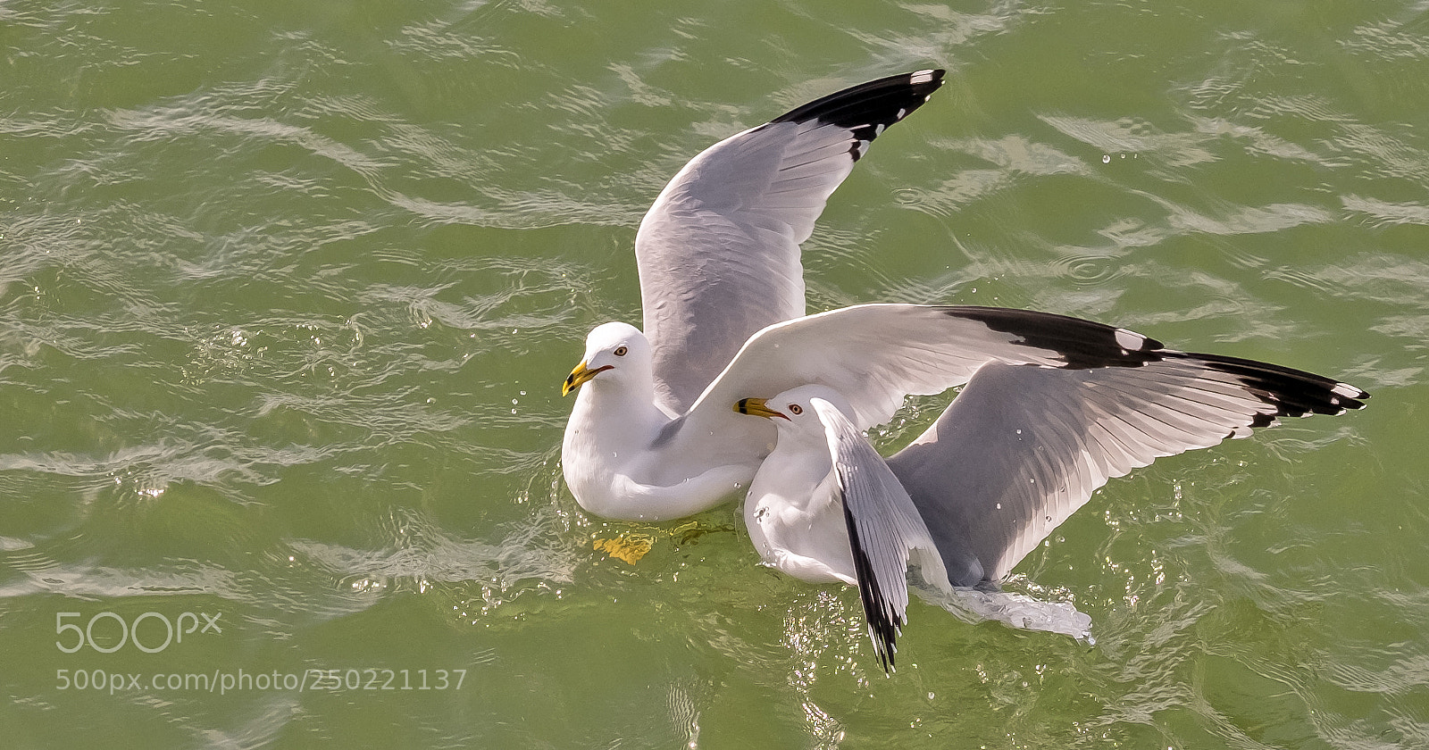 Fujifilm X-T1 sample photo. Gulls photography