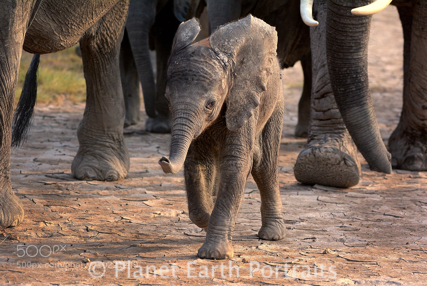 Nikon D7100 sample photo. Elephant baby at amboseli photography
