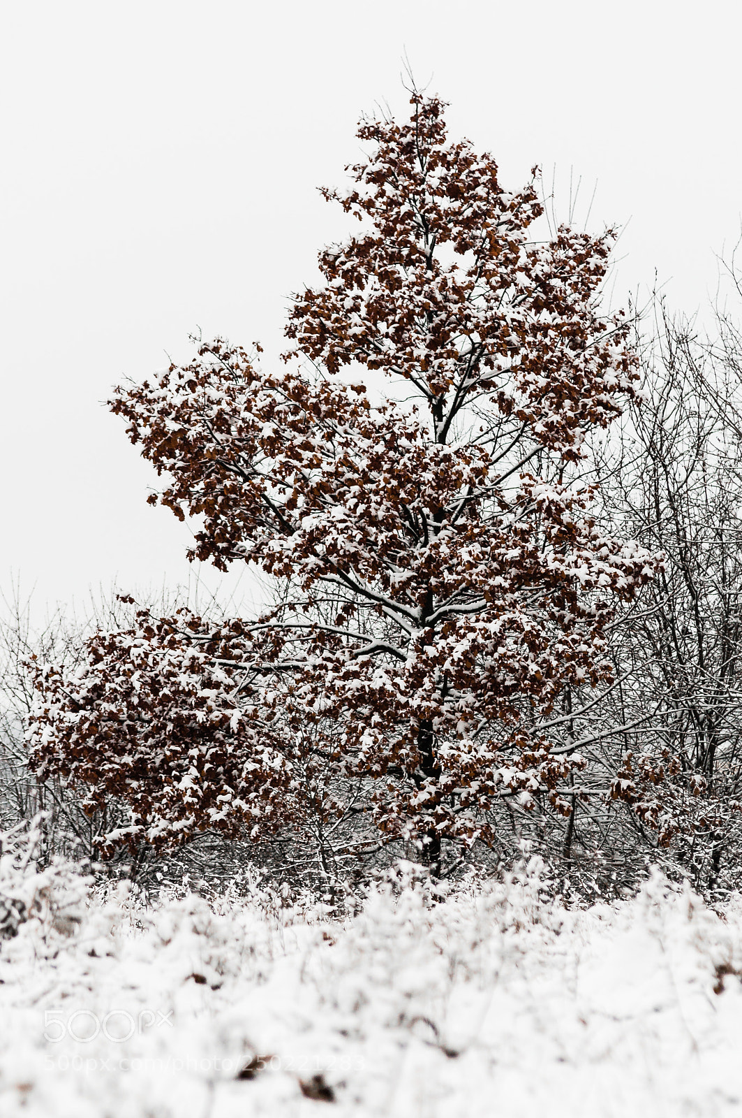 Nikon D90 sample photo. Brown leaves photography