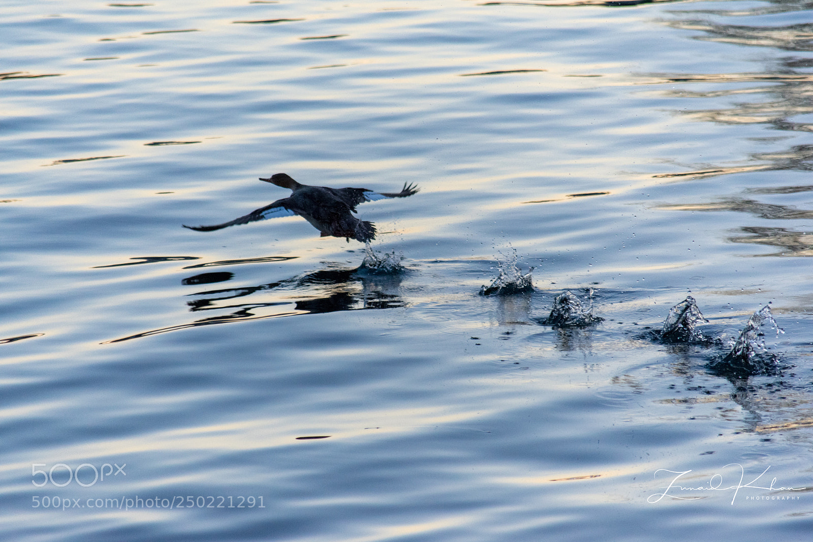 Nikon D3400 sample photo. Wingspan  photography