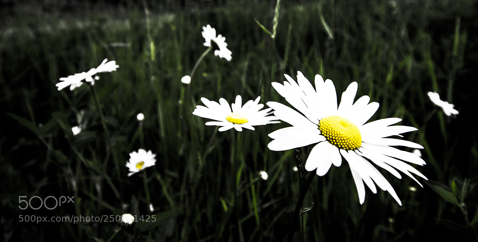Nikon D7200 sample photo. Feel the flowers photography