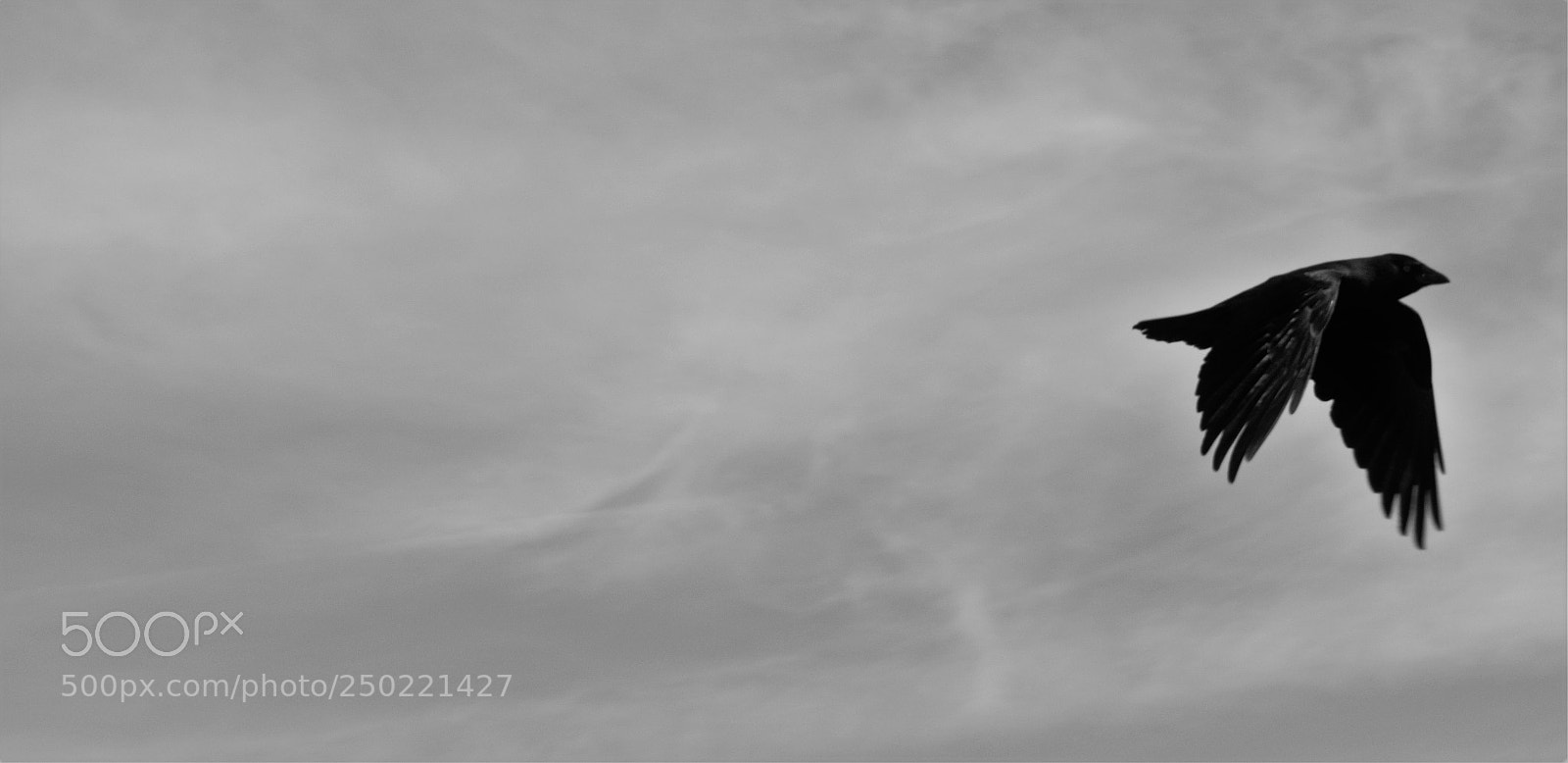 Nikon D3300 sample photo. Flying fast photography