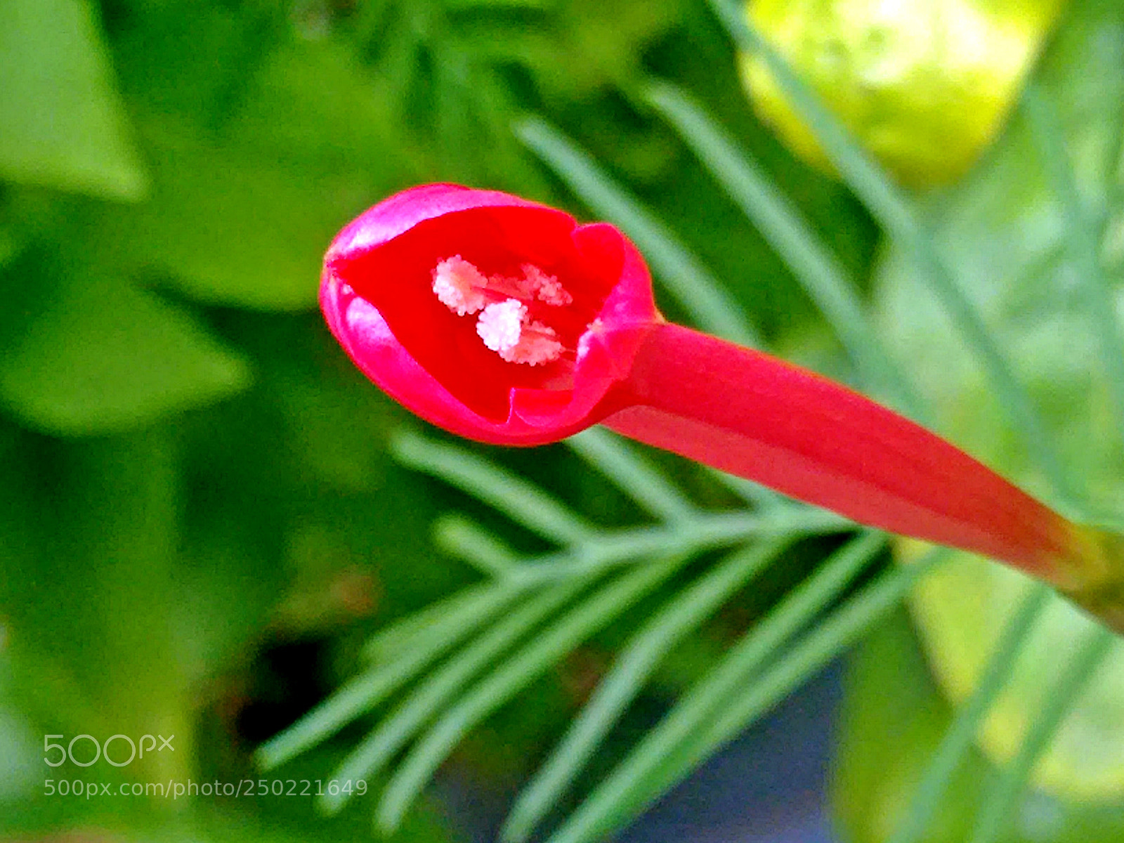 Motorola Moto G (2nd Gen) sample photo. Esqueleto vermelho photography