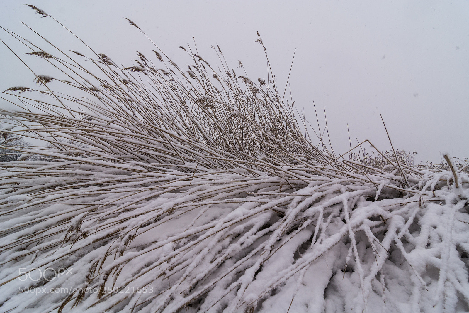 Nikon D7100 sample photo. Seagrass in snow photography