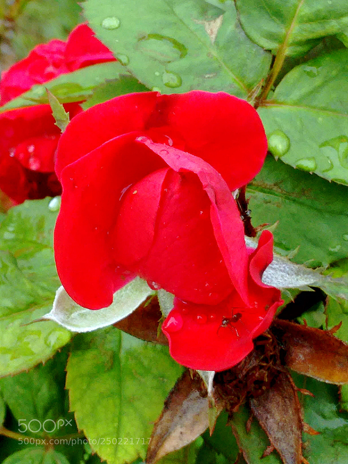 Motorola Moto G (2nd Gen) sample photo. Rosa comum photography