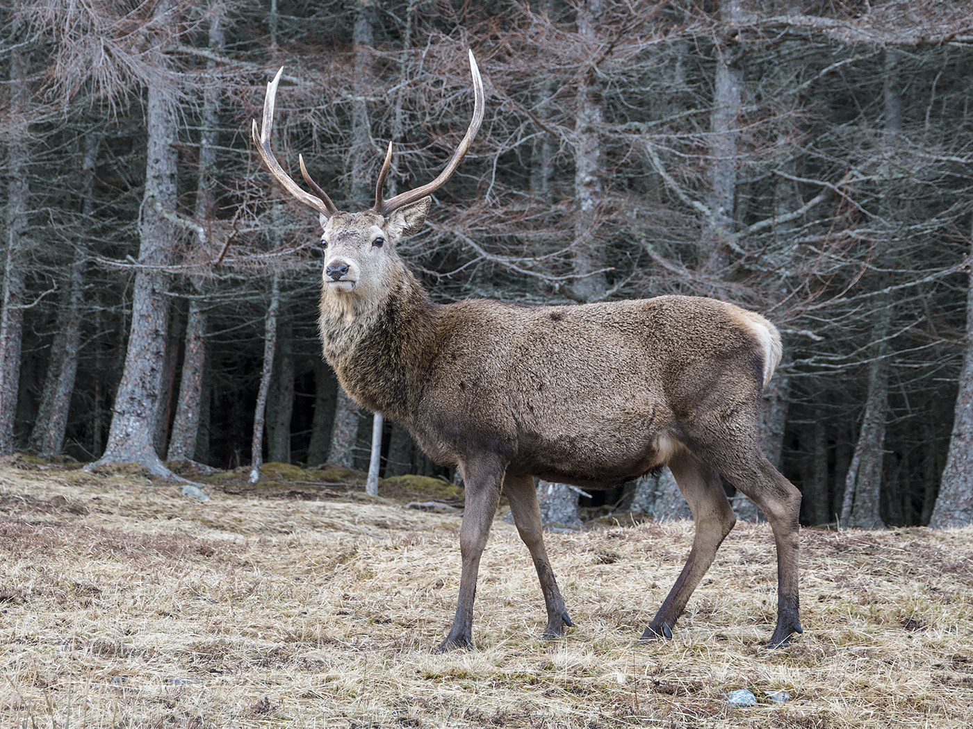 Canon EOS 70D sample photo. Red deer stag photography