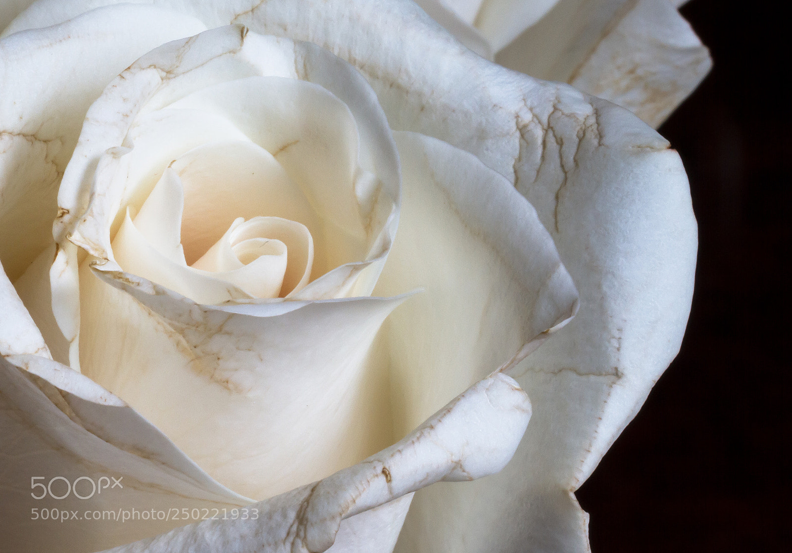 Canon EOS 7D sample photo. Old white rose photography