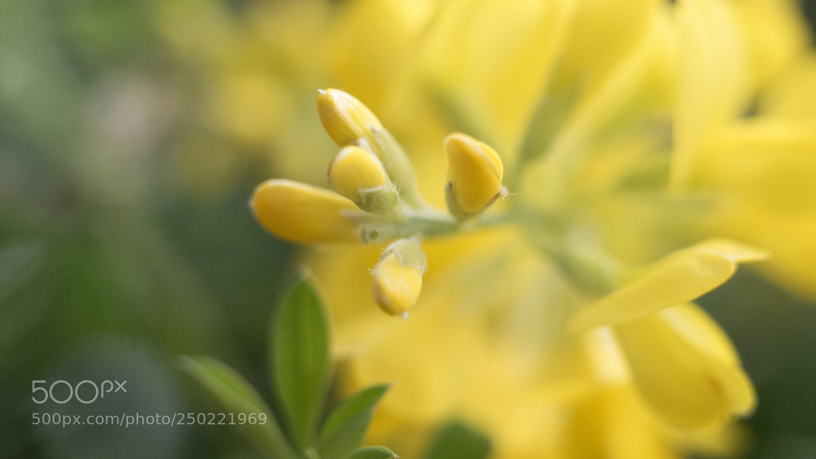 Panasonic DMC-G70 sample photo. Yellow broom photography