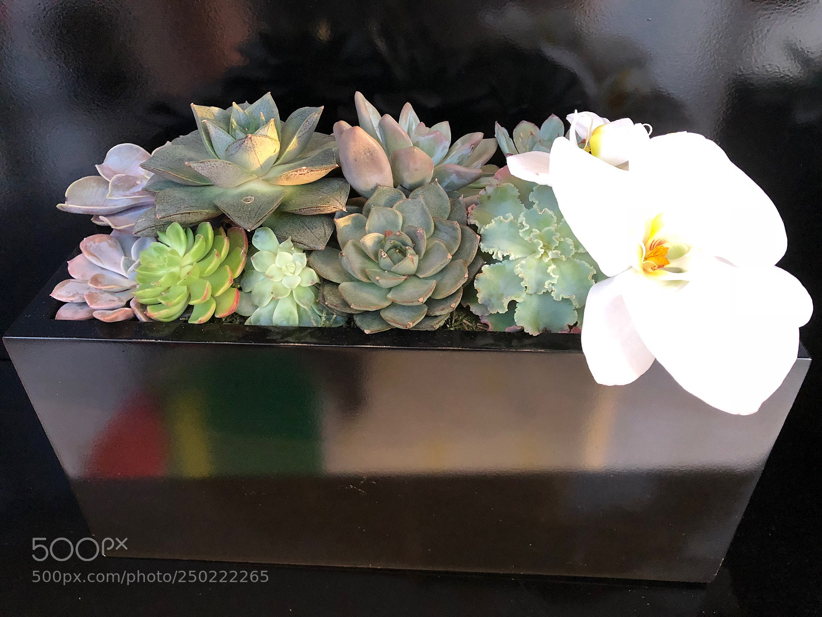 Apple iPhone 8 Plus sample photo. Untitled photography