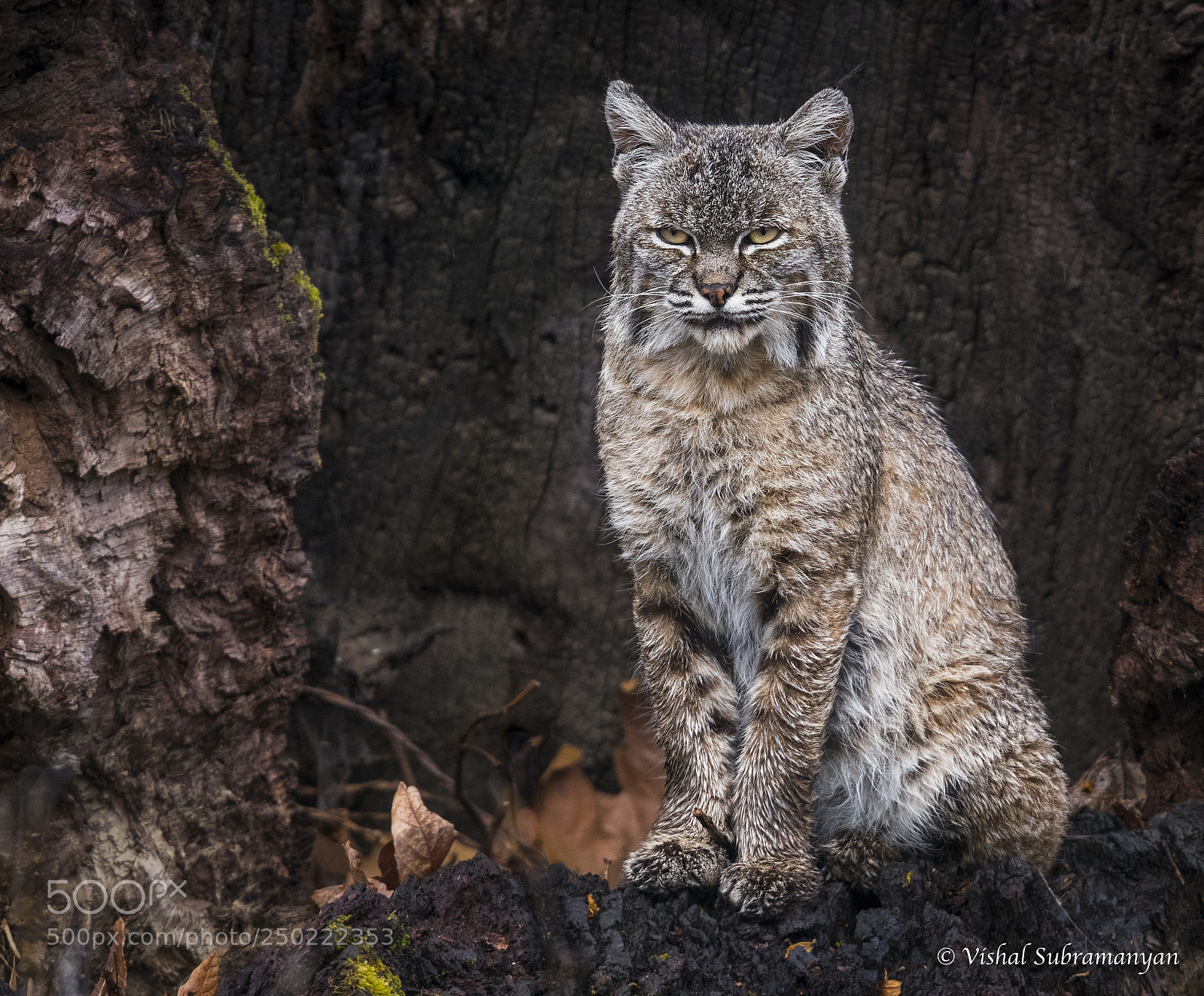 Nikon D500 sample photo. Bobcat photography