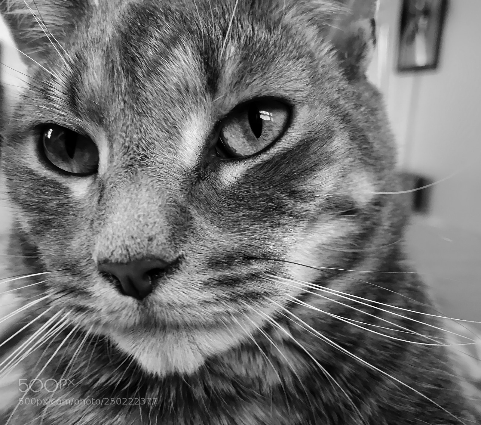 Apple iPhone 7 sample photo. Kitty  photography