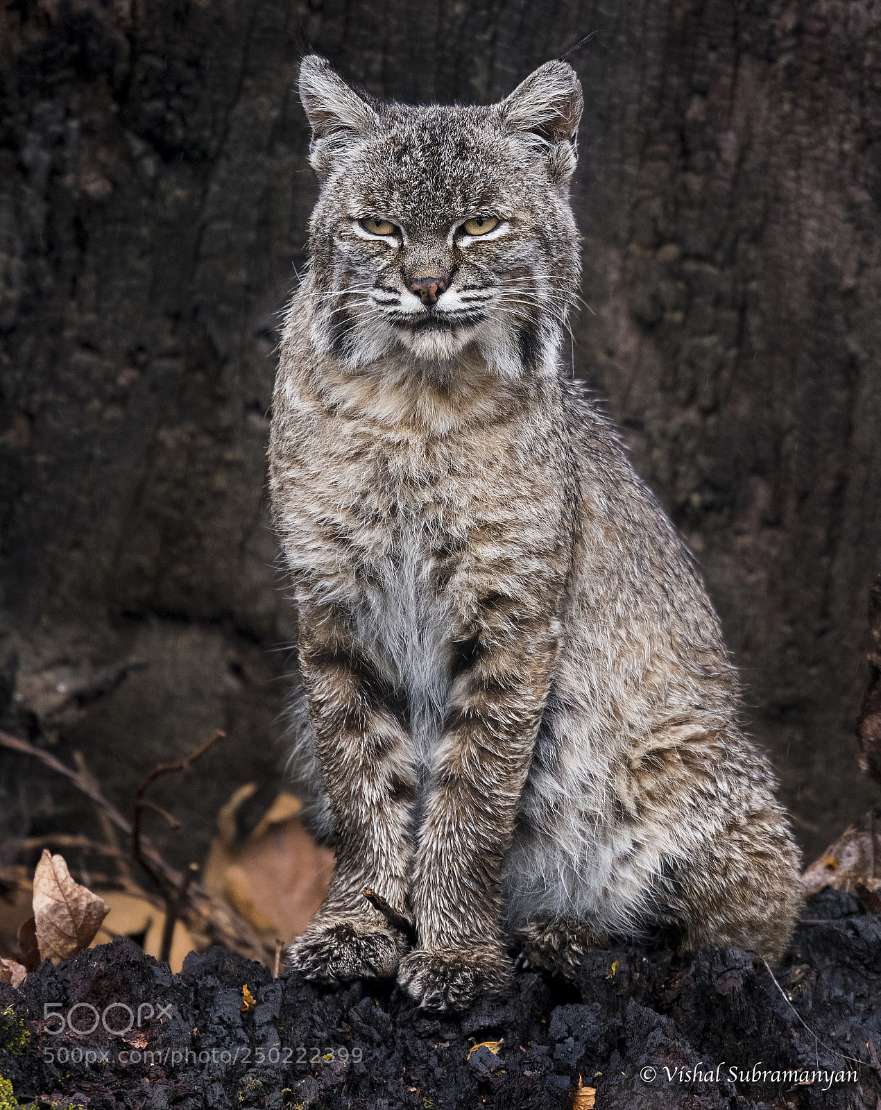 Nikon D500 sample photo. Bobcat on tree stump photography