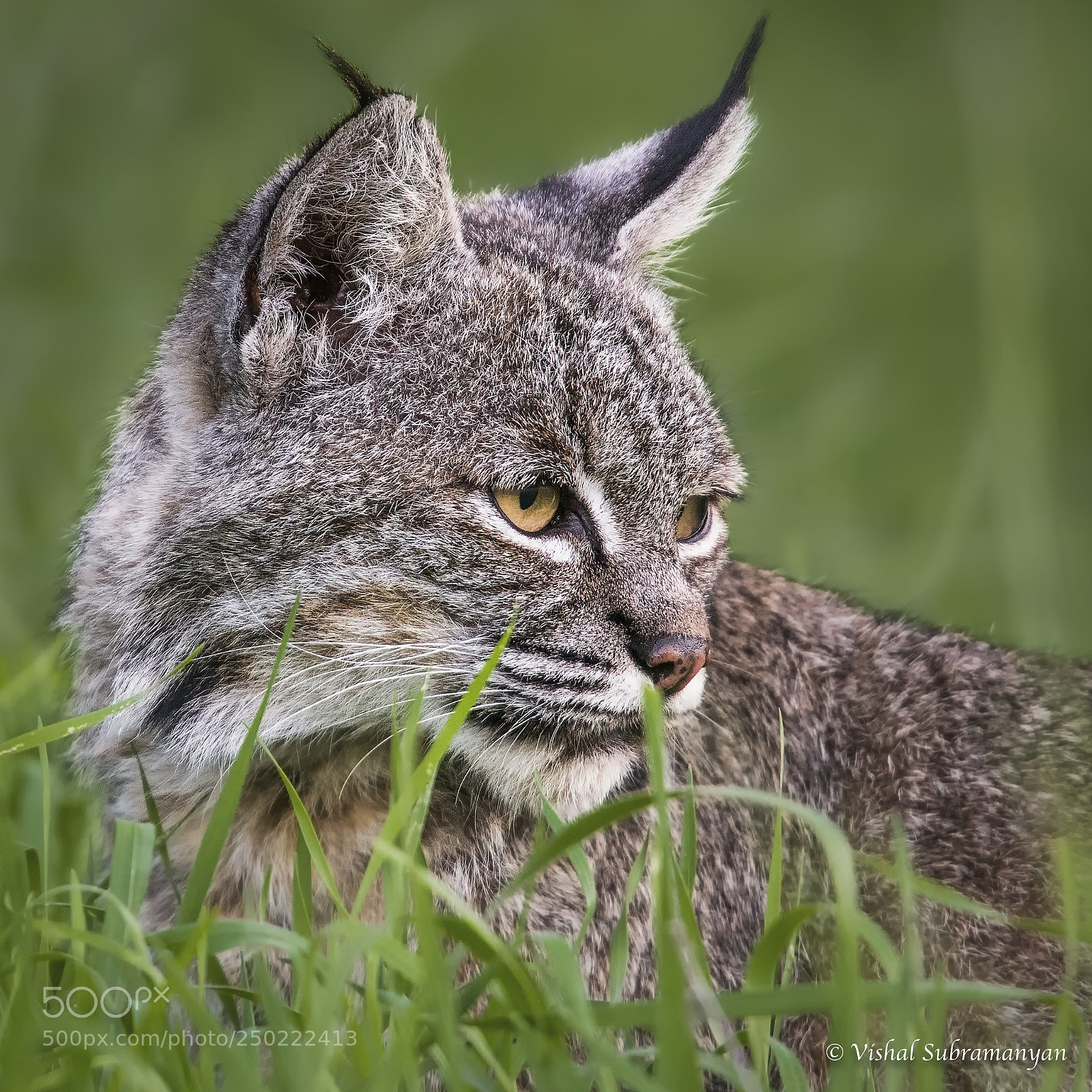 Nikon D500 sample photo. Female bobcat photography