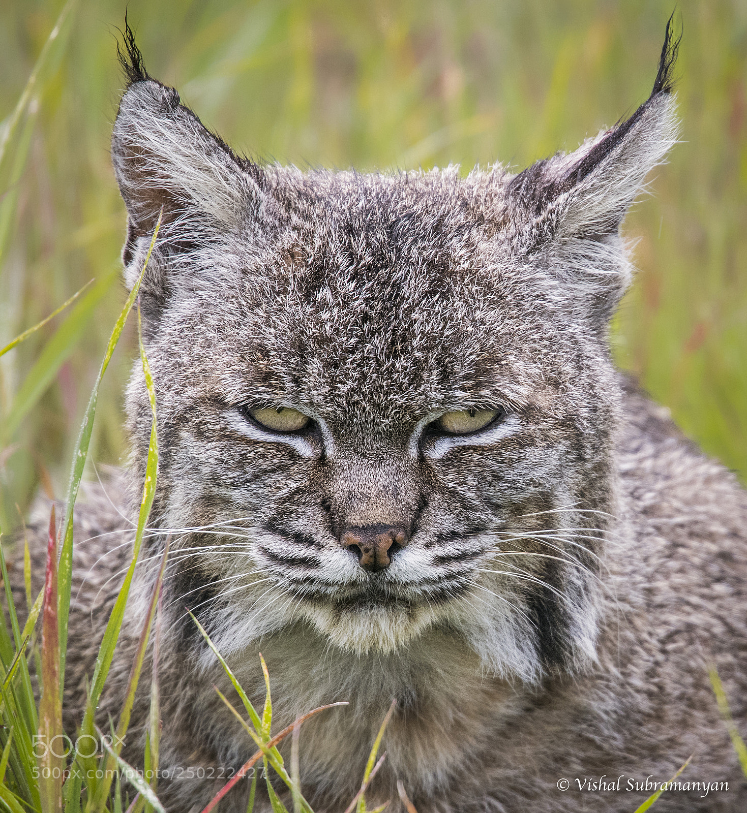 Nikon D500 sample photo. Bobcat portrait photography