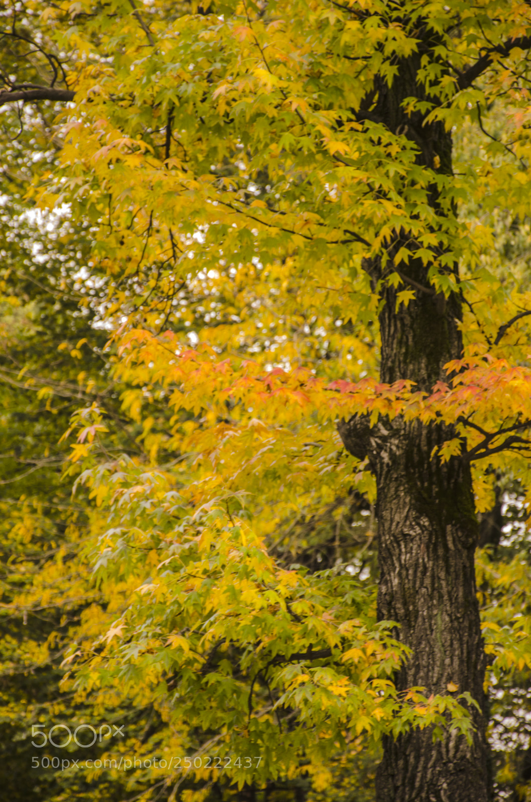 Nikon D7000 sample photo. Paisaje de otoño photography
