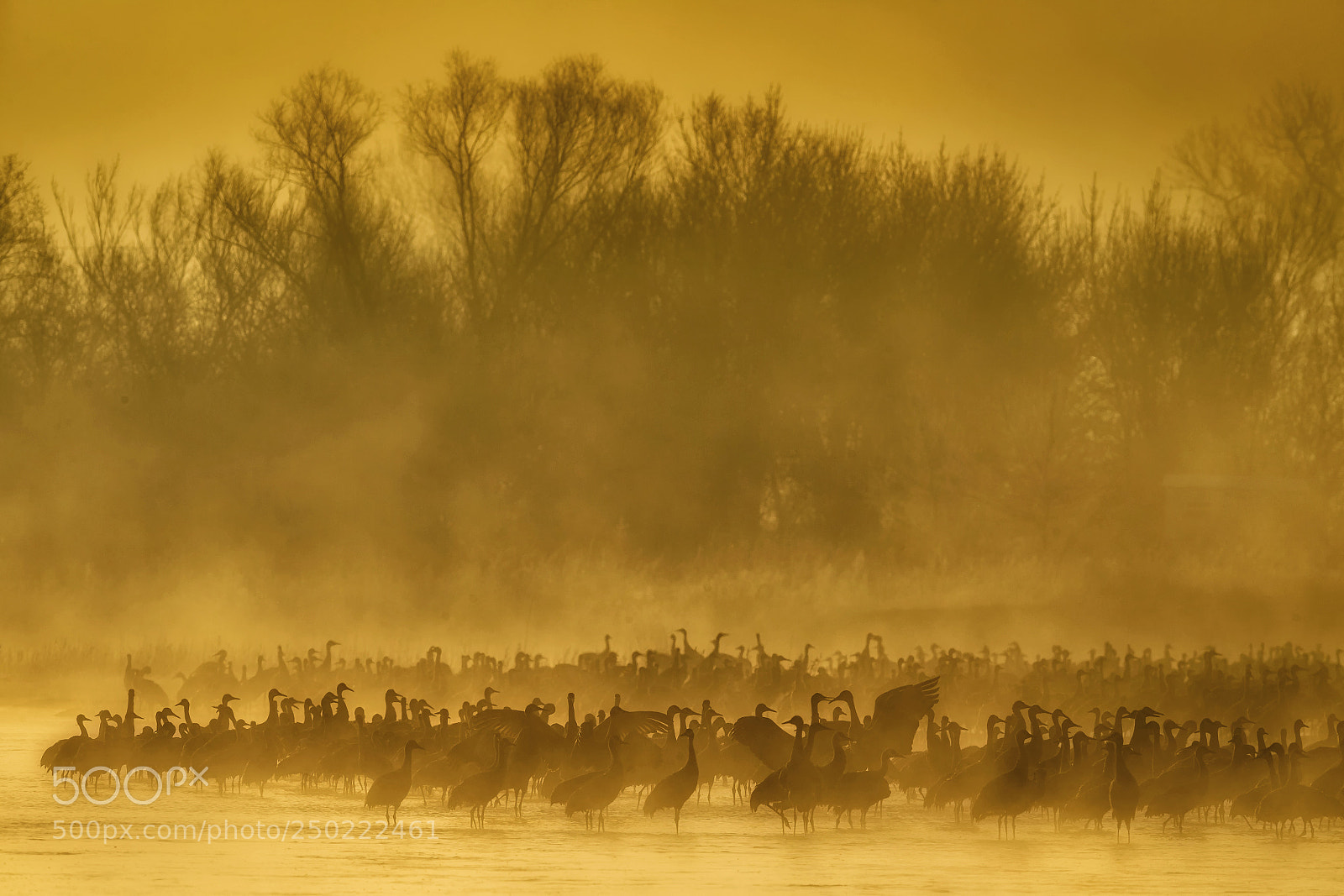 Nikon D5 sample photo. Sandhill cranes in the photography