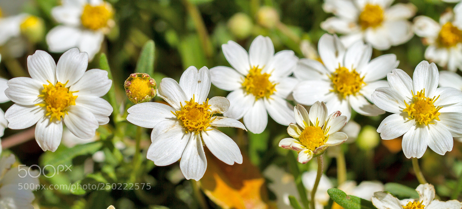 Canon EOS 7D sample photo. Daisies photography