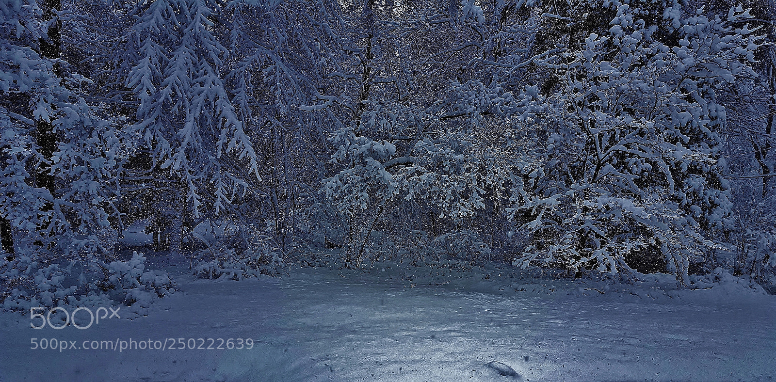 Samsung Galaxy S6 sample photo. Winter forest scenery 2018 photography