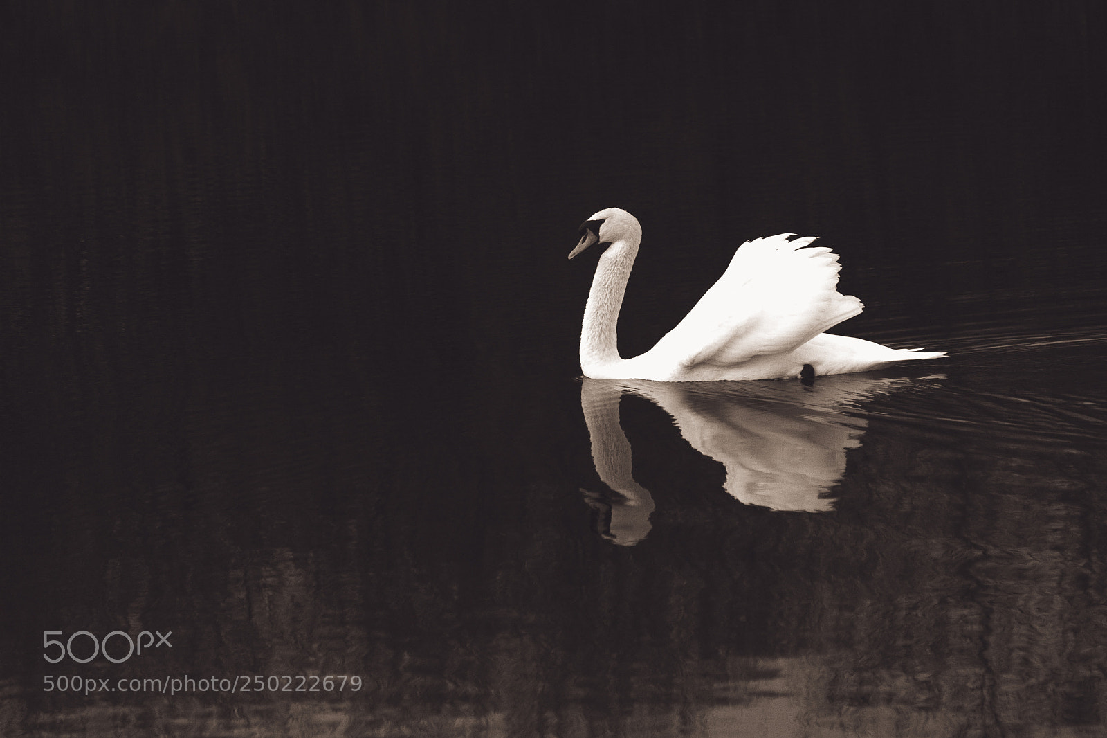 Canon EOS 5D sample photo. Swan photography