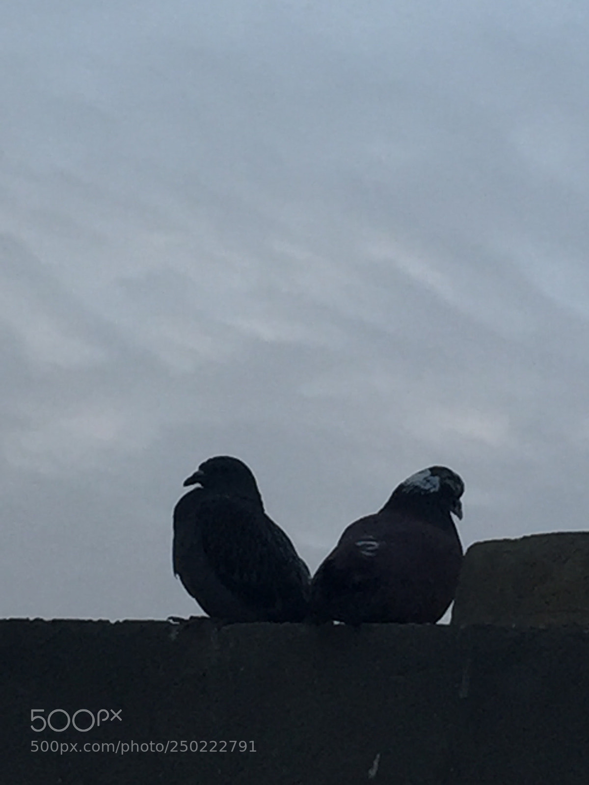 Apple iPhone 6 Plus sample photo. Untitled photography