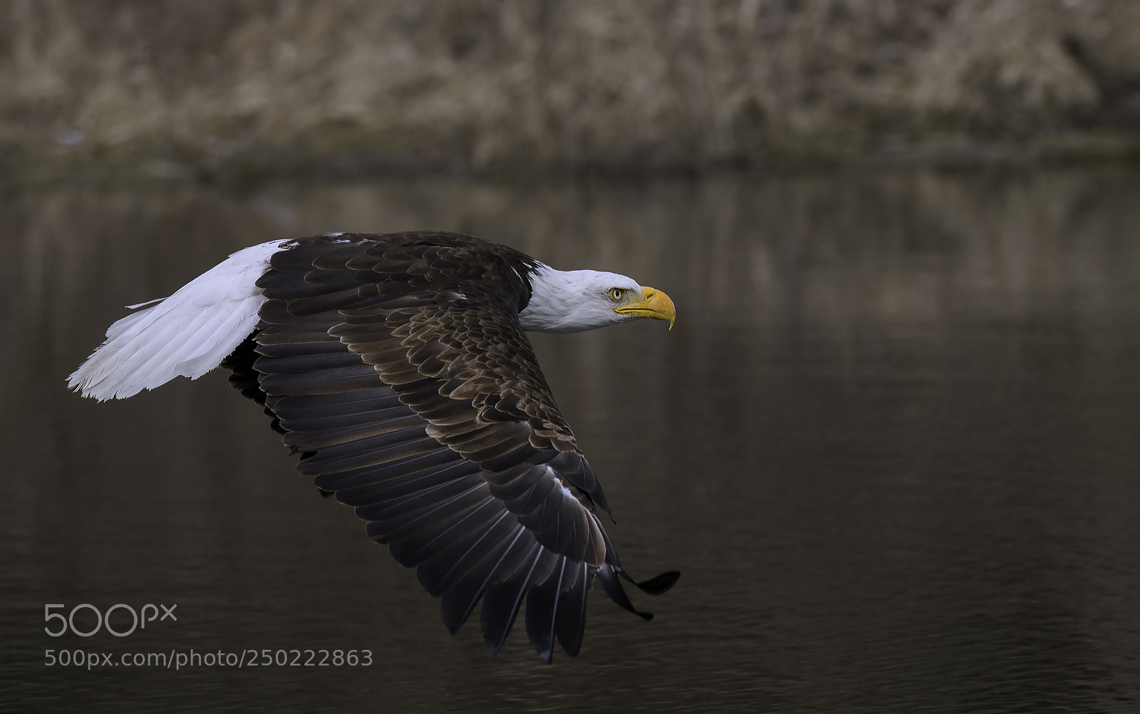 Nikon D500 sample photo. Bald eagle photography