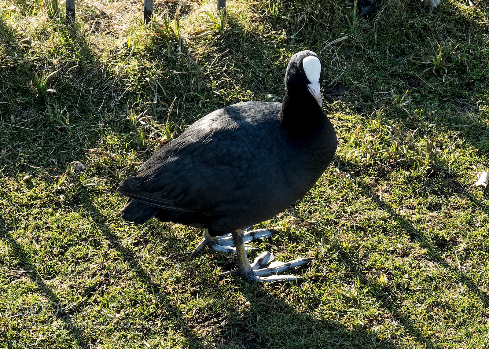 Olympus OM-D E-M5 II sample photo. Coot photography