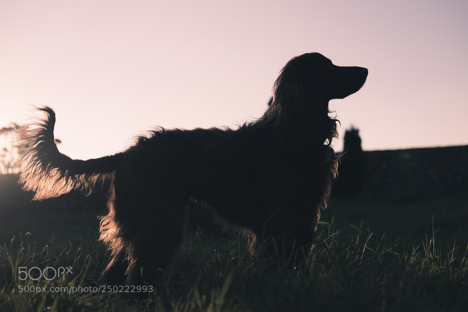 Fujifilm X-T1 sample photo. Monty the spaniel photography