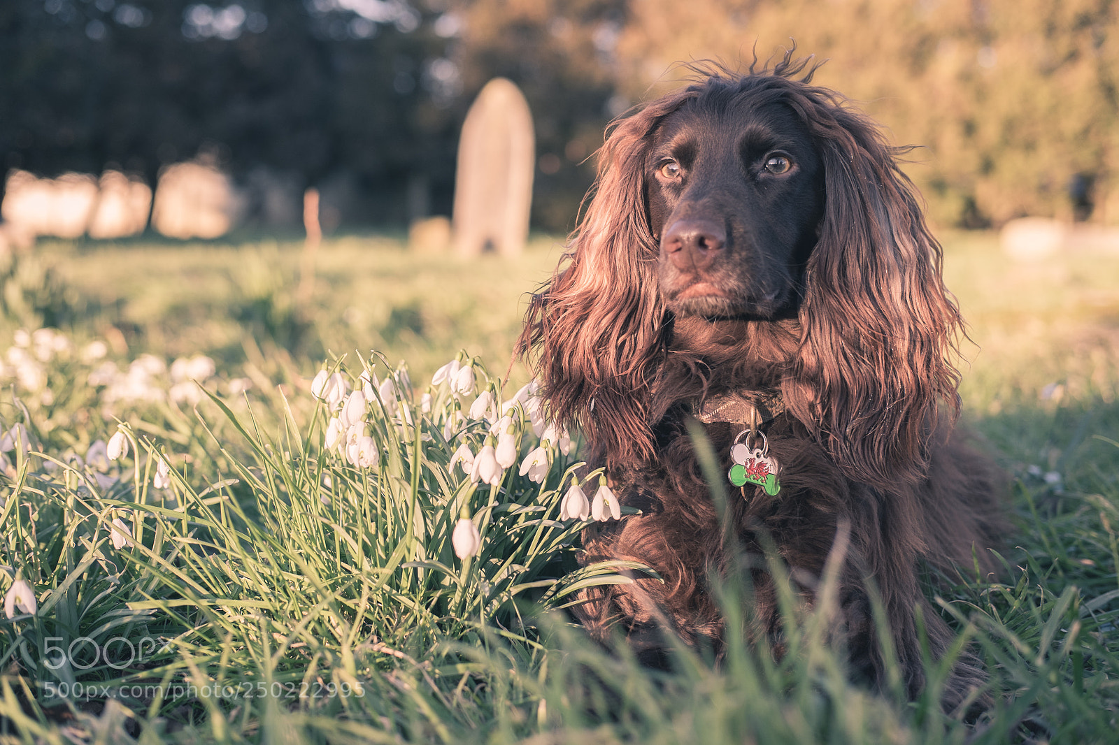 Fujifilm X-T1 sample photo. Monty the spaniel photography