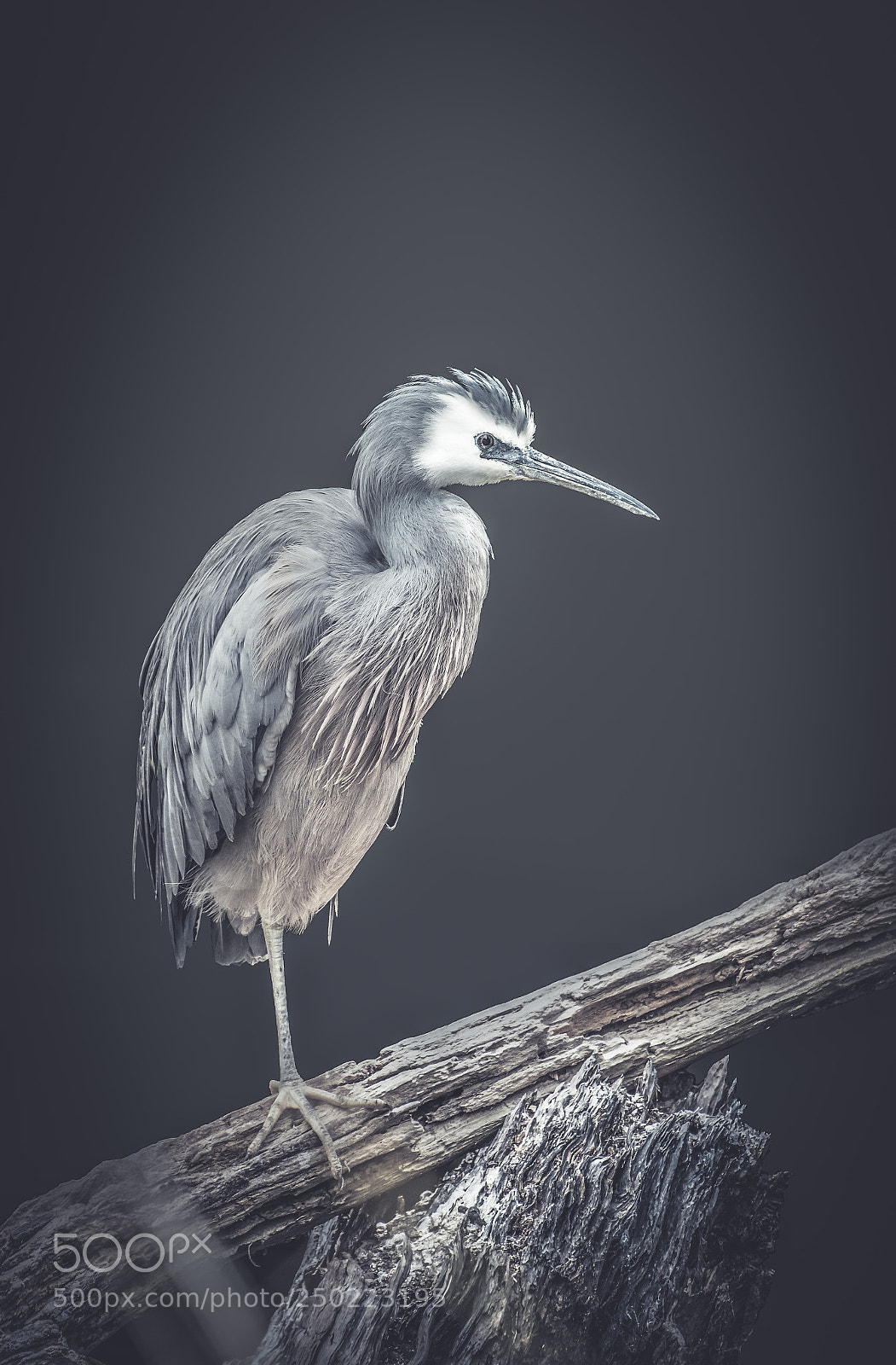 Nikon D5500 sample photo. Classic bird photography