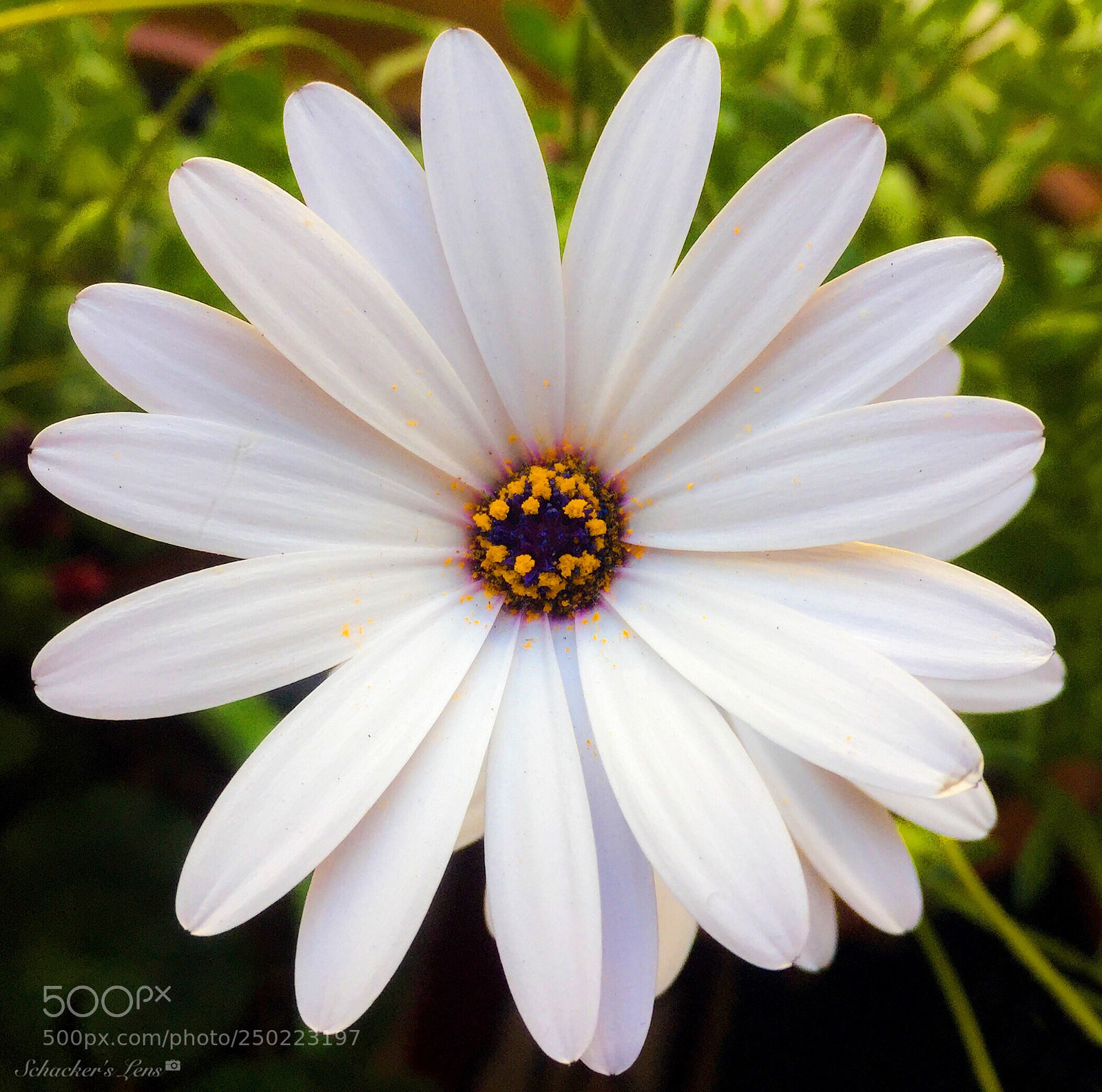 Apple iPhone 6 Plus sample photo. أزهار الربيع - 10 photography