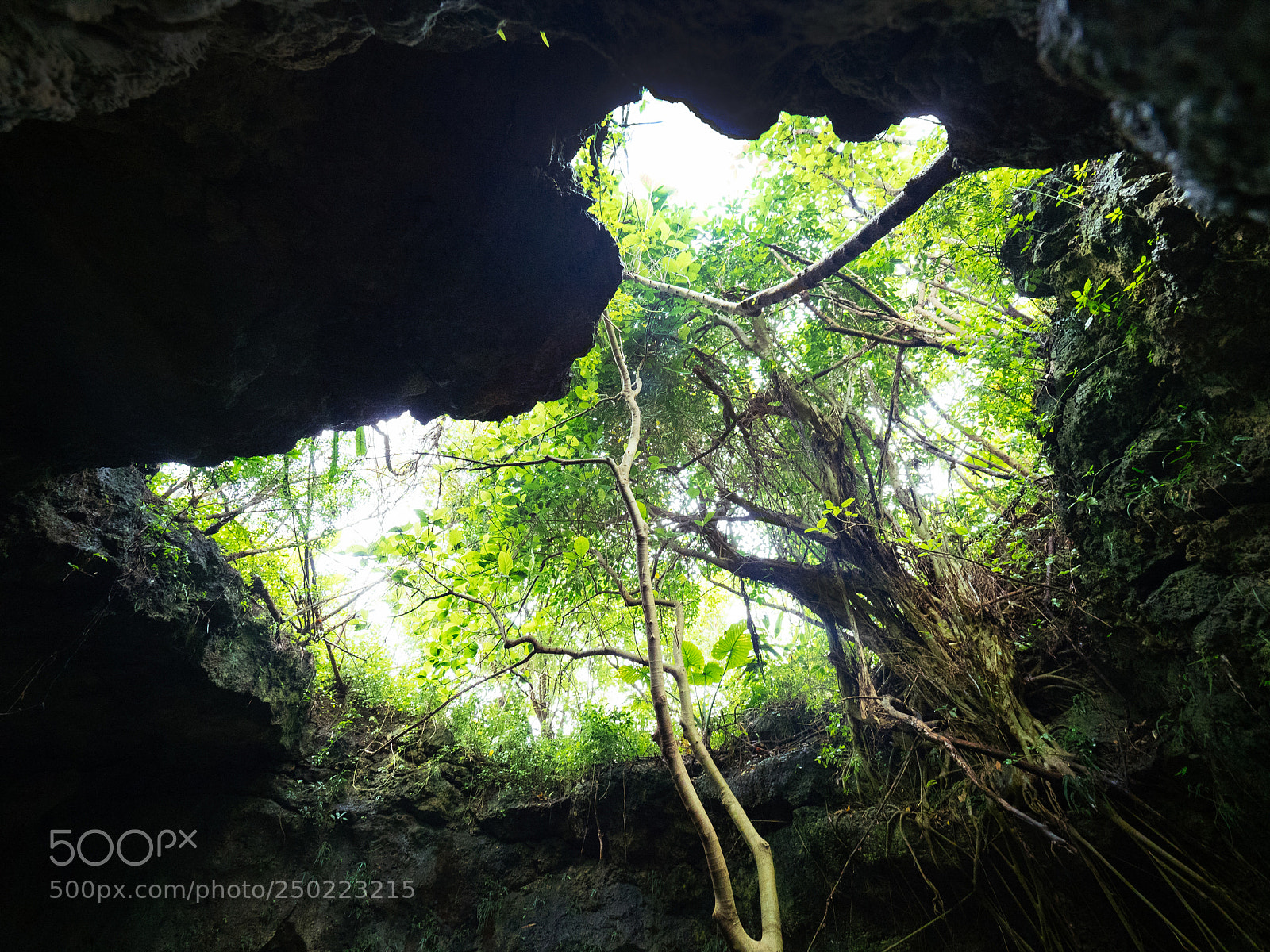 Olympus OM-D E-M1 Mark II sample photo. Nature in ishigaki island photography
