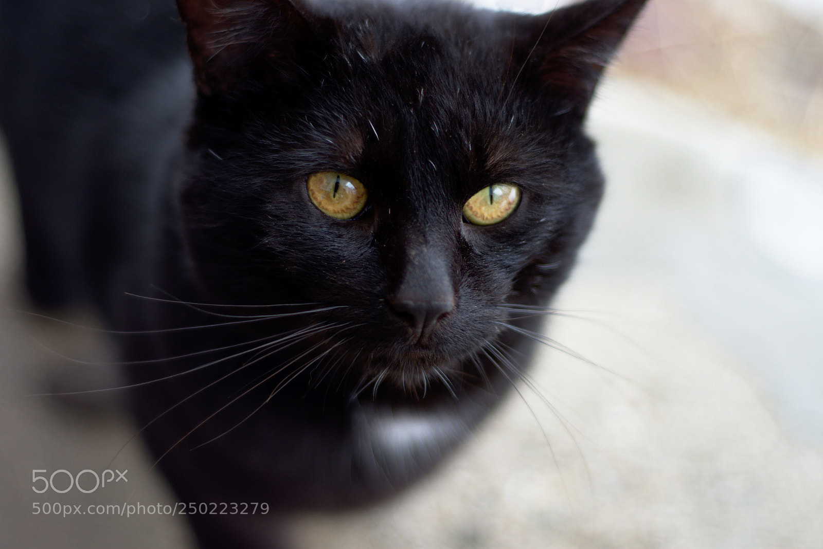 Nikon D7200 sample photo. Mac 2.0 photography