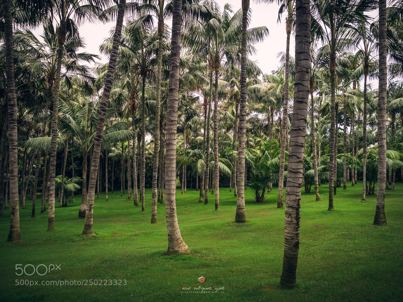 Olympus OM-D E-M1 Mark II sample photo. Paraiso photography