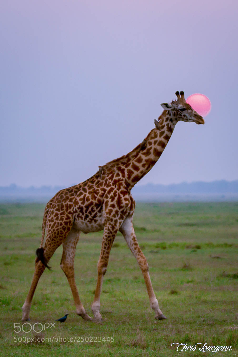 Canon EOS 7D sample photo. The girafe that was photography