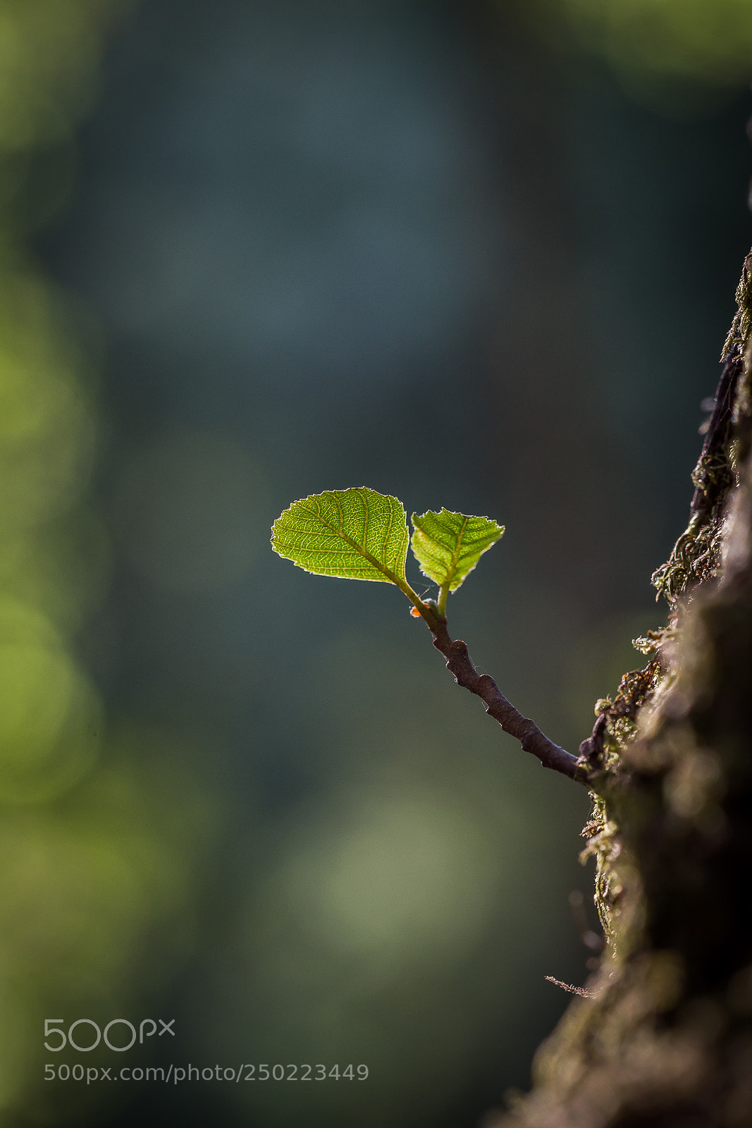 Nikon D3100 sample photo. Simplicity photography