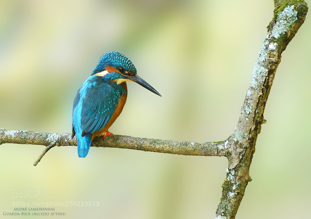 Nikon D5100 sample photo. Guarda rios alcedo atthis photography