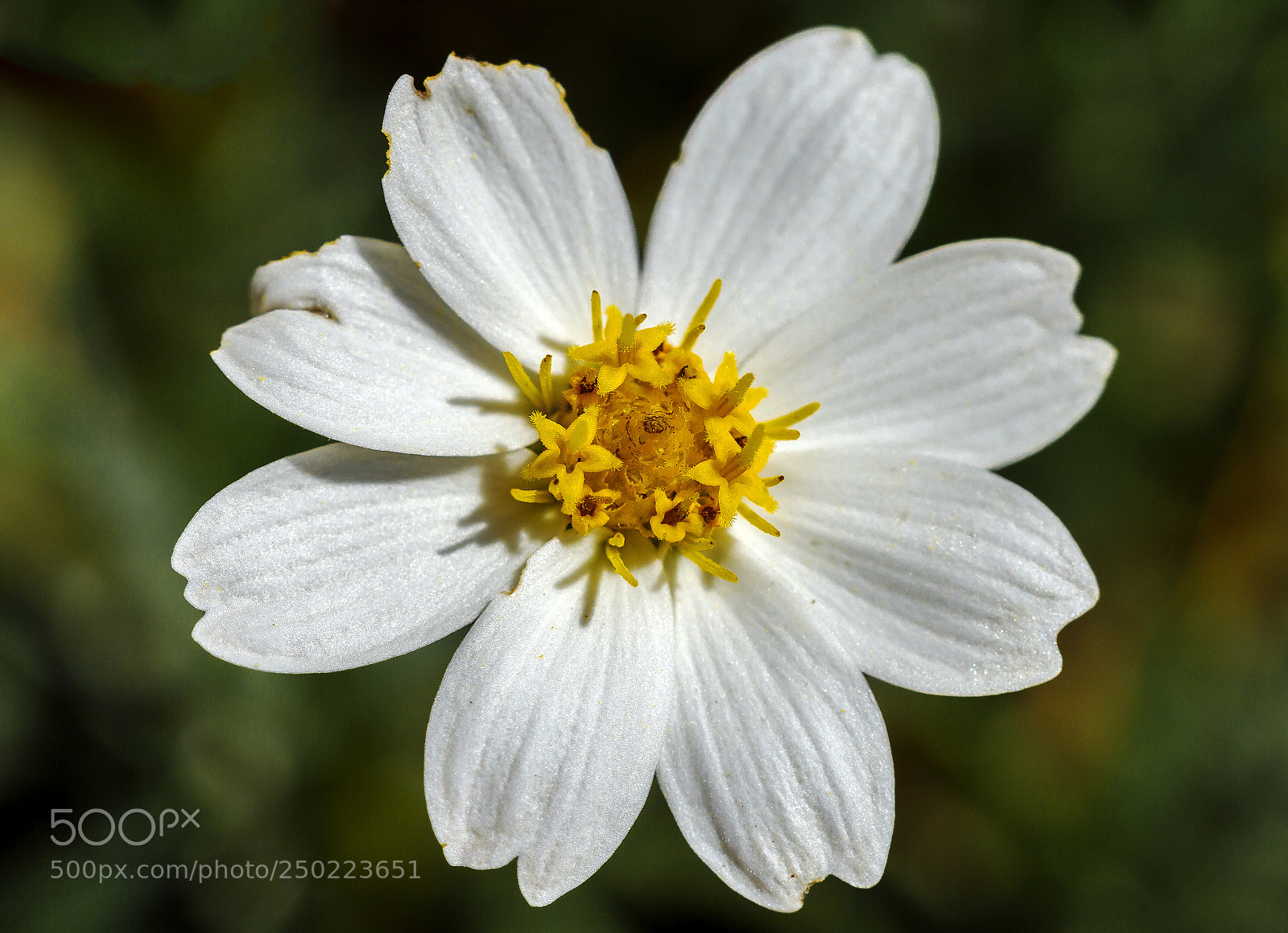 Canon EOS 7D sample photo. Daisy photography
