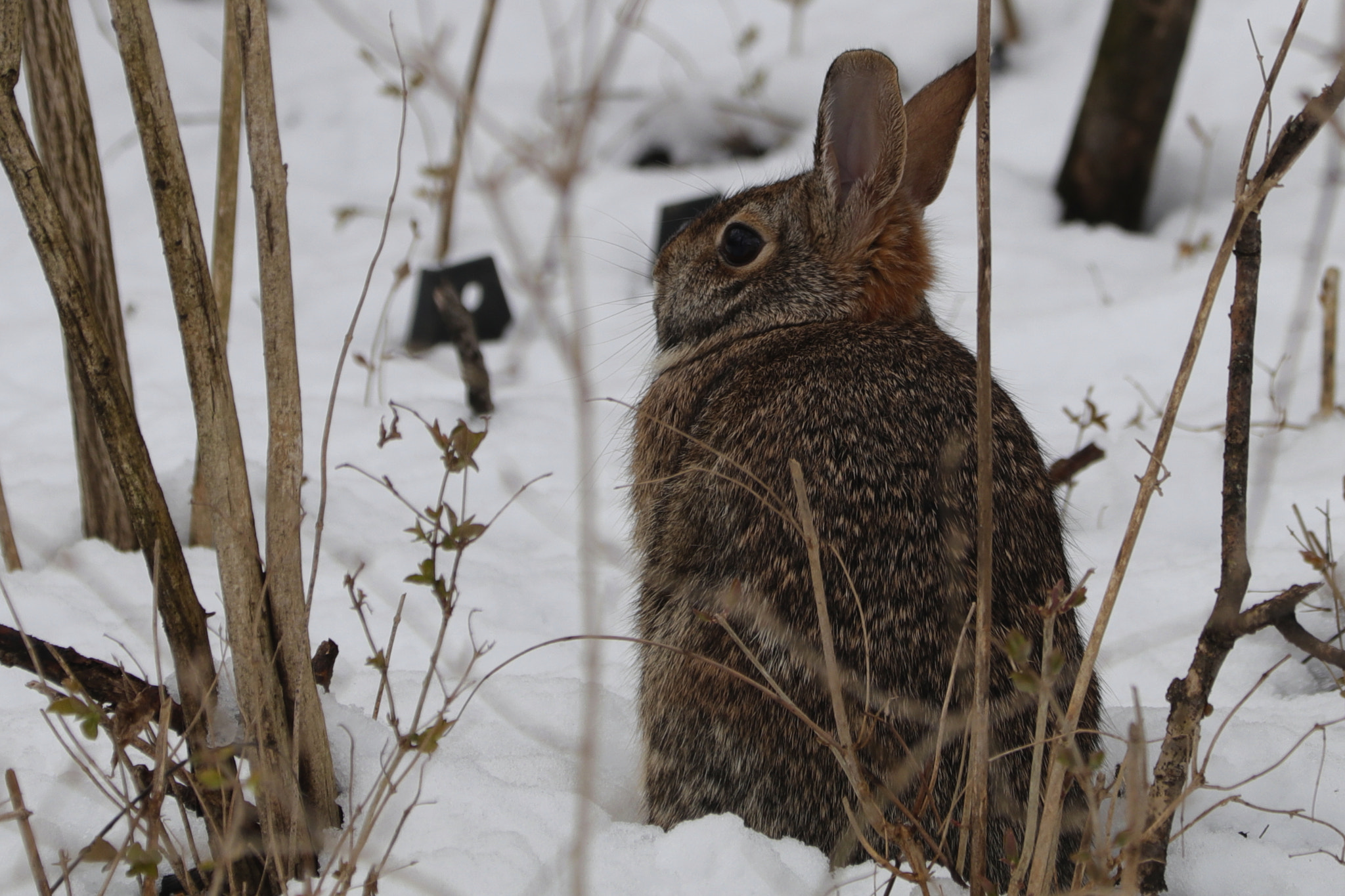 Canon EF 70-300 F4-5.6 IS II USM sample photo. Easter bunny photography